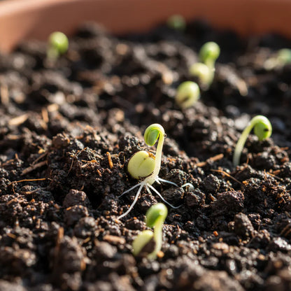 Green Choysum Seeds for Planting