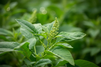 Green Amaranth Seeds for Planting