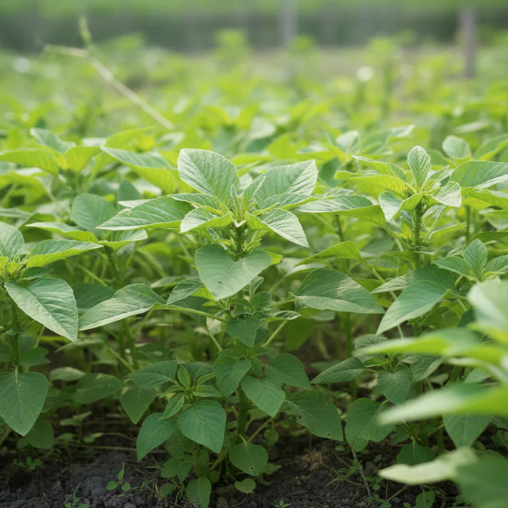 Green Amaranth Seeds for Planting