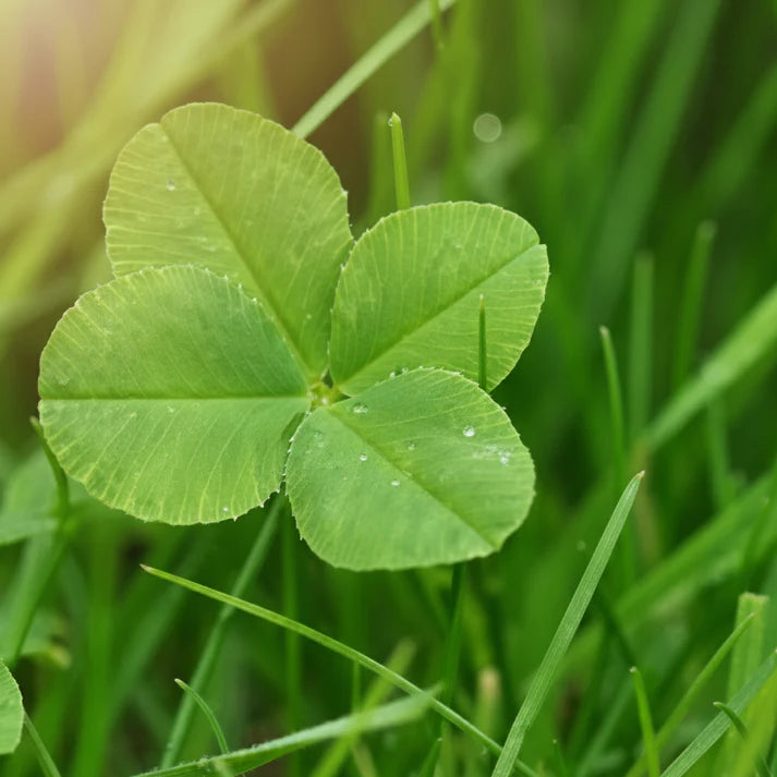 Four Leaf Clover Seeds for Planting