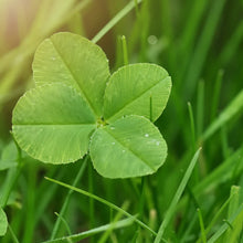 Four Leaf Clover Seeds for Planting