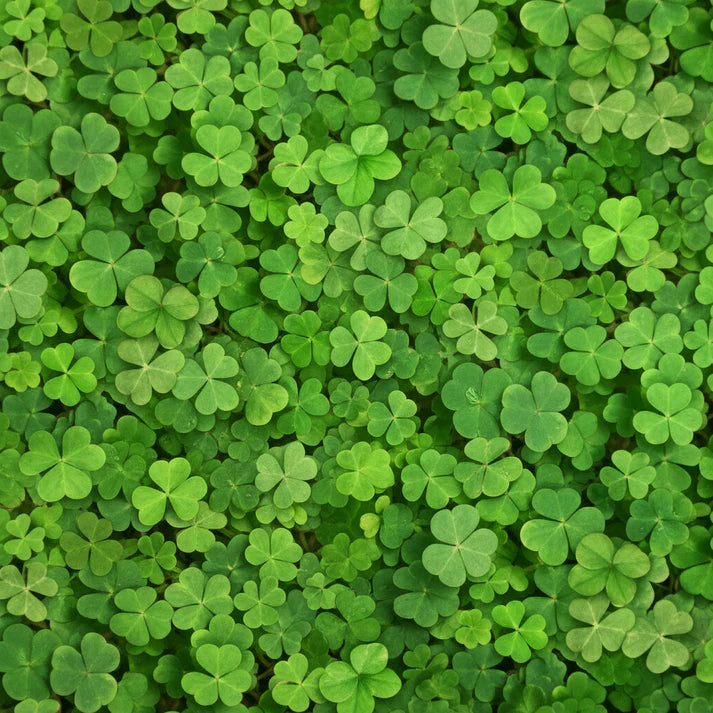Four Leaf Clover Seeds for Planting