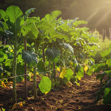 Walking Stick Kale Seeds for Planting