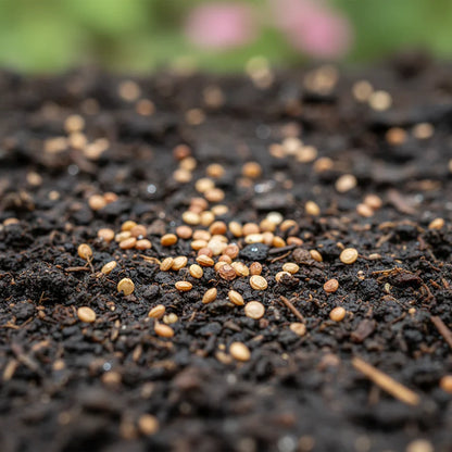 Green Thumb Amaranth Seeds for Planting