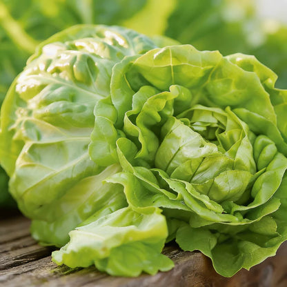 Butterhead Lettuce Boston Bibb Seeds