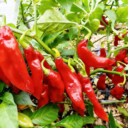 Trinidad Pimento Pepper Seeds for Planting – Flavorful Exotic Harvests