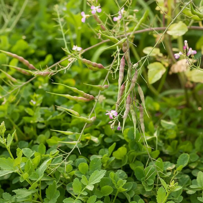 Rat-Tailed Radish Seeds for Home and Kitchen Gardens