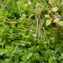 Rat-Tailed Radish Seeds for Home and Kitchen Gardens