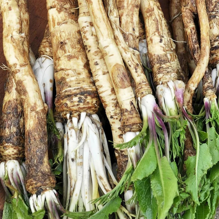 Armoracia rusticana Horseradish Seeds – Perennial Root Crop