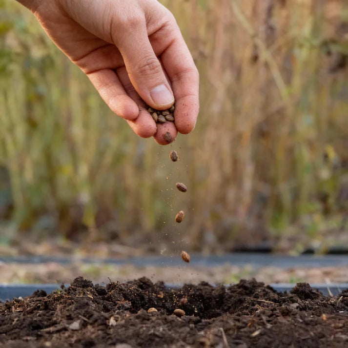 Rhubarb Leafy Vegetable Seeds for Planting