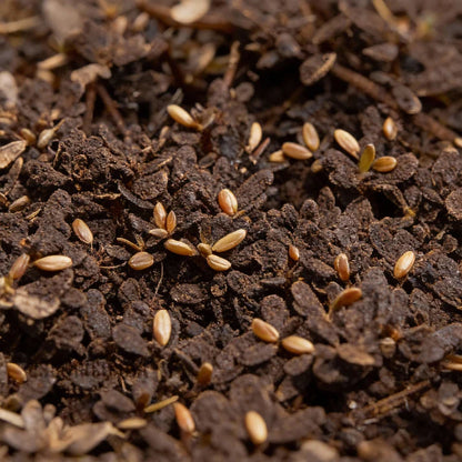 Golden Purslane Seeds for Planting – Heirloom Plant Seeds