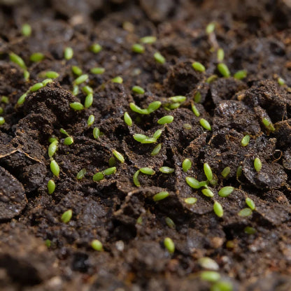 Lambs Lettuce Verte De Cambrai Seeds for Planting