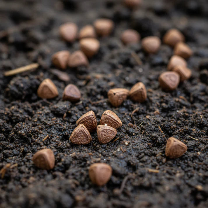 Gongura Seeds for Planting