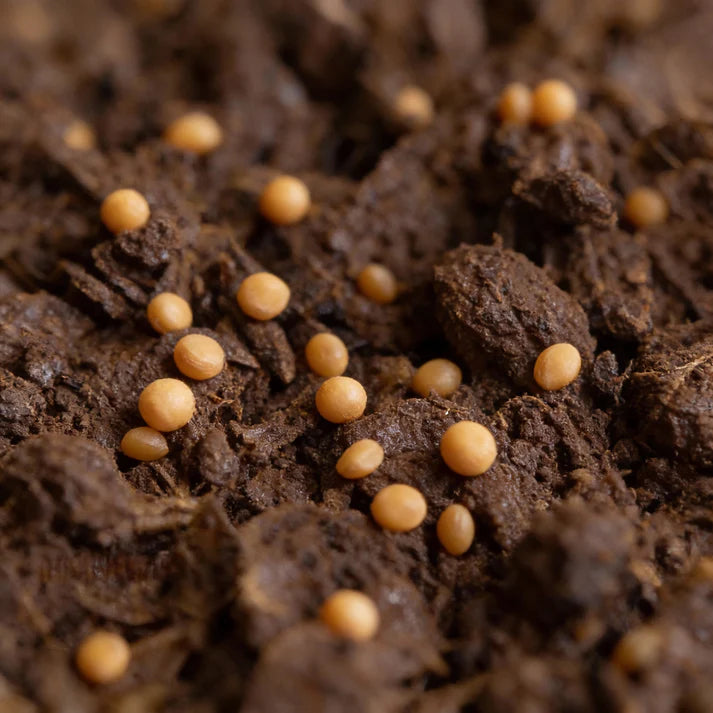 Corn Salad Verte De Cambrai Seeds