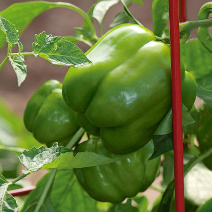 Fat N Sassy Bell Pepper Seeds