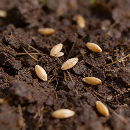 American Land Cress Seeds for Home Garden