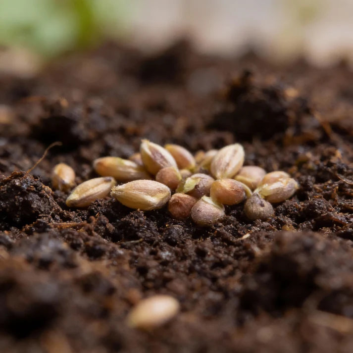 Pea Shoots Seeds for Home Garden