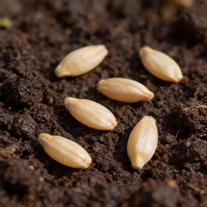Scorzonera Maxima Vegetable Seeds for Planting