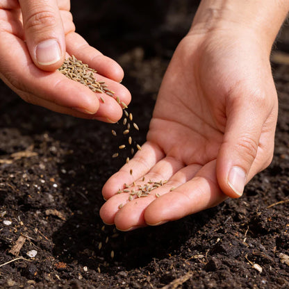 Carpet Blue and Yellow Ravanello Vegetable Seeds for Planting