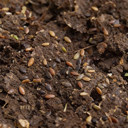 Lettuce Mixed Baby Leaf Seeds for Home Garden