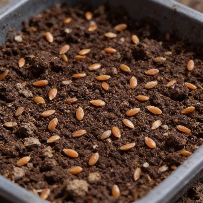 Carrot Seeds Mix for Planting