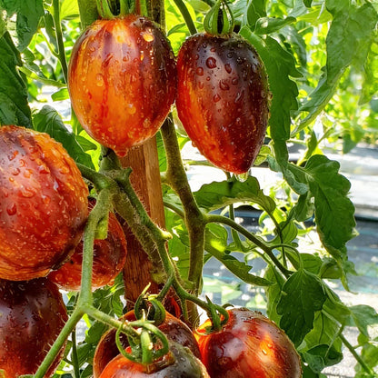 Gargamel Tomato Seeds for Garden Planting