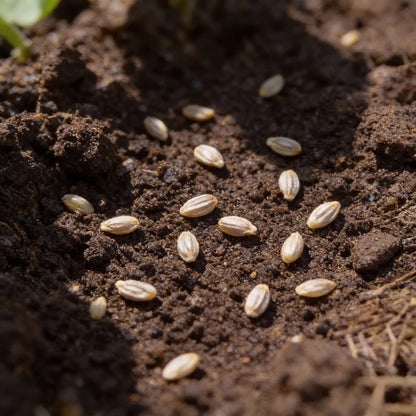 Eggplant Black Beauty Seeds for Home Garden