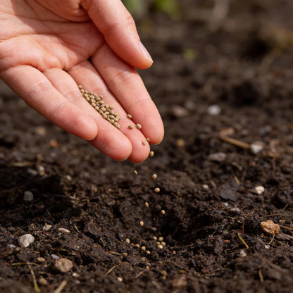 German Giant Radish Seeds for Planting