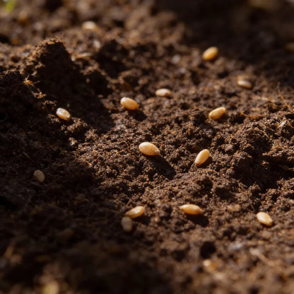 Kalibos Red Cabbage Seeds