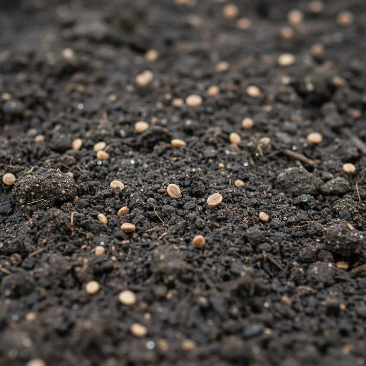 Seaside Spinach Seeds for Home Garden