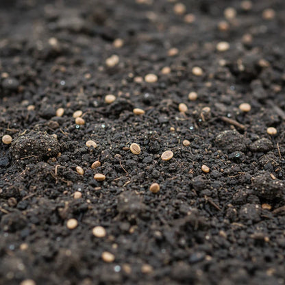 Seaside Spinach Seeds for Home Garden