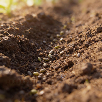 Hong Kong Broccoli Seeds for Home Garden