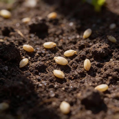 Snowball Cauliflower Seeds for Home Garden