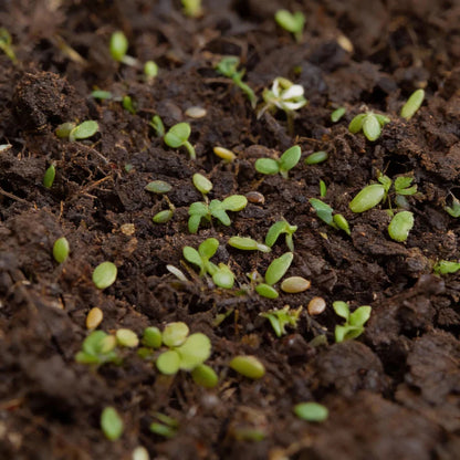 Mixed Oriental Leaves Seeds for Home Garden