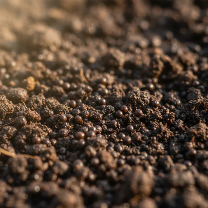 Miners Lettuce Seeds for Home Garden