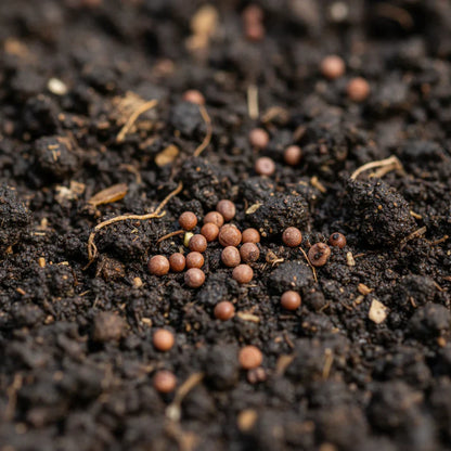 Duncan F1 Cabbage Hybrid Seeds