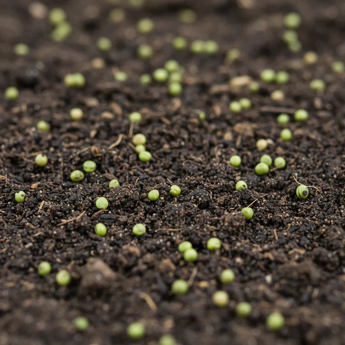 Asparagus Pea Seeds for Home Garden