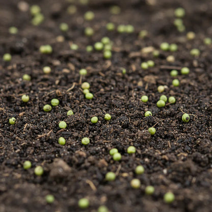 Asparagus Pea Seeds for Home Garden