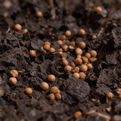 Caliente Mustard Seeds for Home Garden