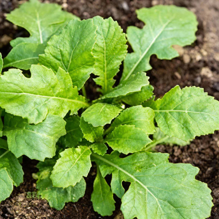 Rocket Wasabi Vegetable Seeds