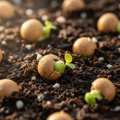 Lettuce Matrioska Split Pills Seeds for Home Gardening