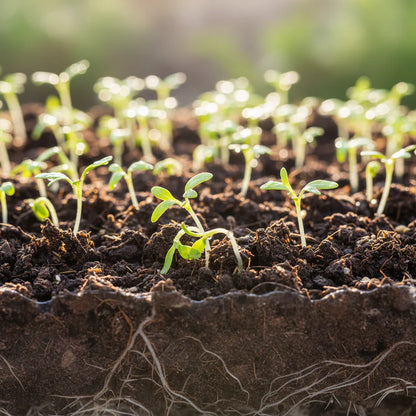 Mizuna Green Vegetable Seeds for Garden Planting