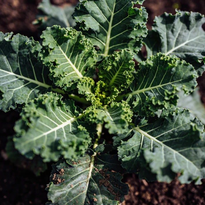 Dwarf Blue Curled Kale Seeds for Planting