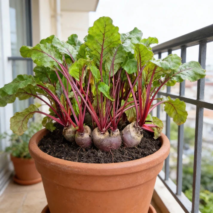 Beetroot Vegetable Seeds for Home Garden Planting