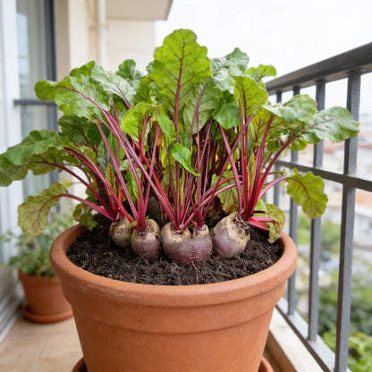 Beetroot Vegetable Seeds for Home Garden Planting
