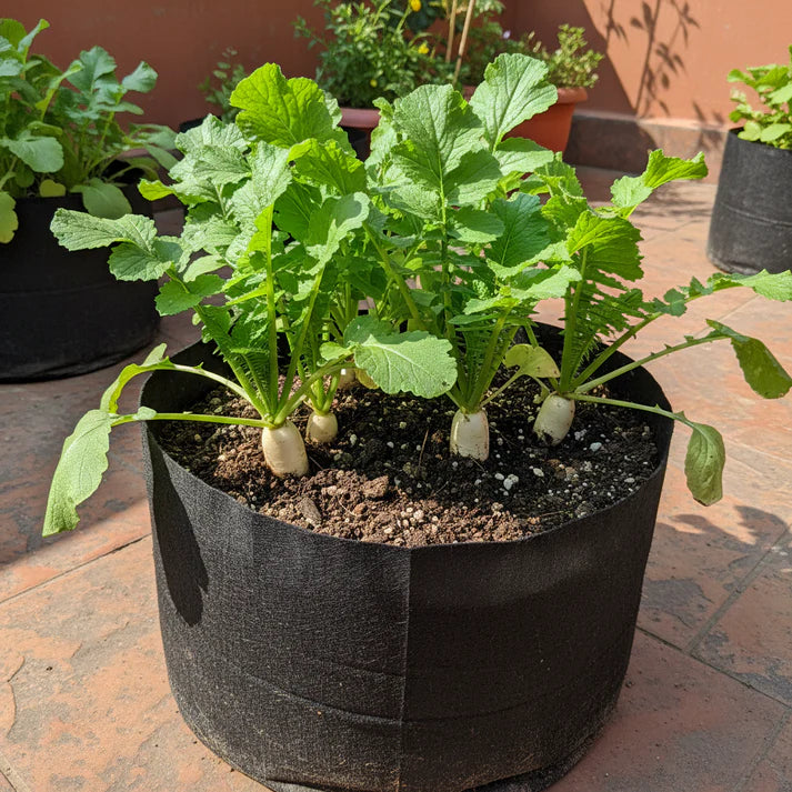 Tillage Radish Seeds for Planting