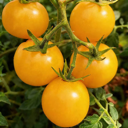 Snow Vegetable Tomato Seeds for Garden Planting
