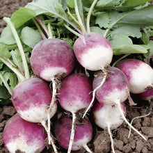 Radish Diana Vegetable Seeds for Planting