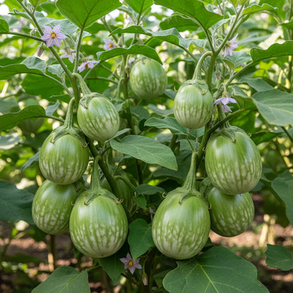 Brinjal Green Round Vegetable Seeds for Home Gardening