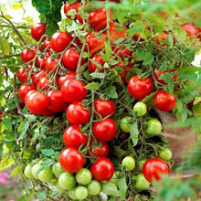 Tomato Tumbling Tom Red Seeds for Hanging Baskets